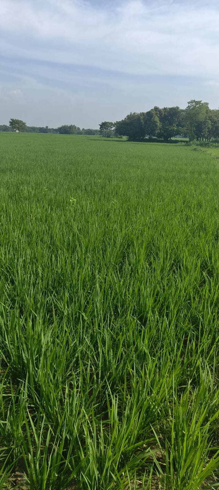 Plot Image