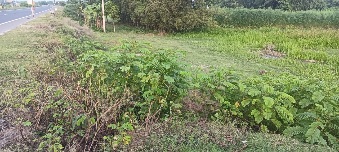 Plot Image