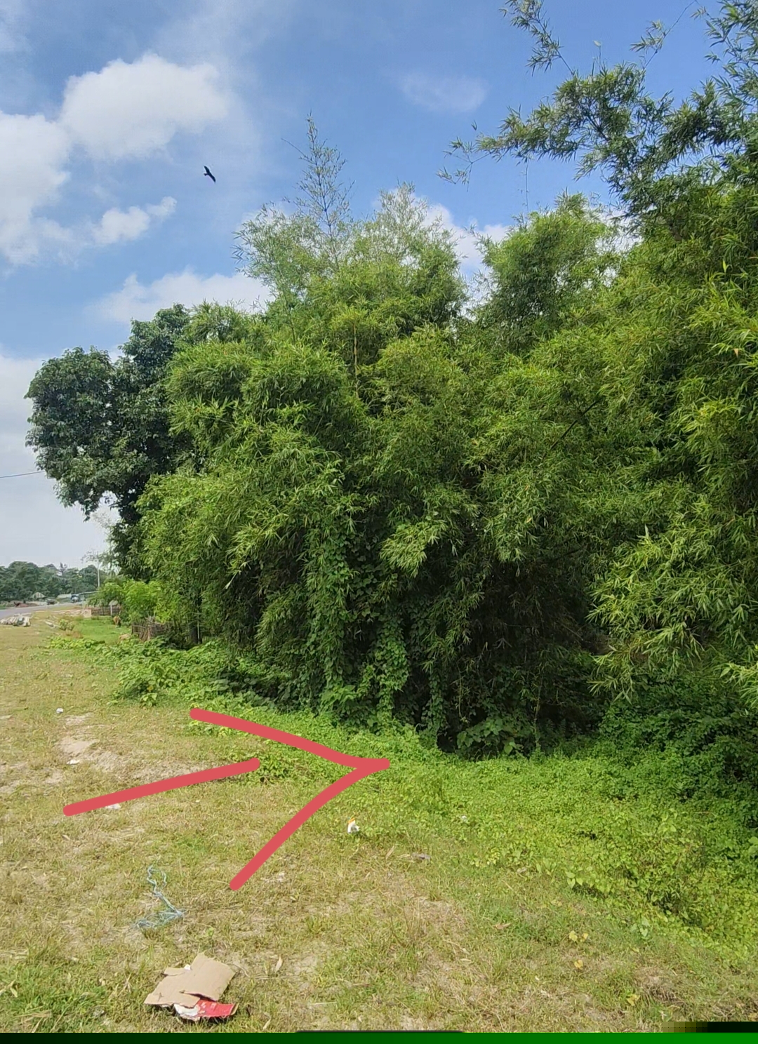 Plot Image