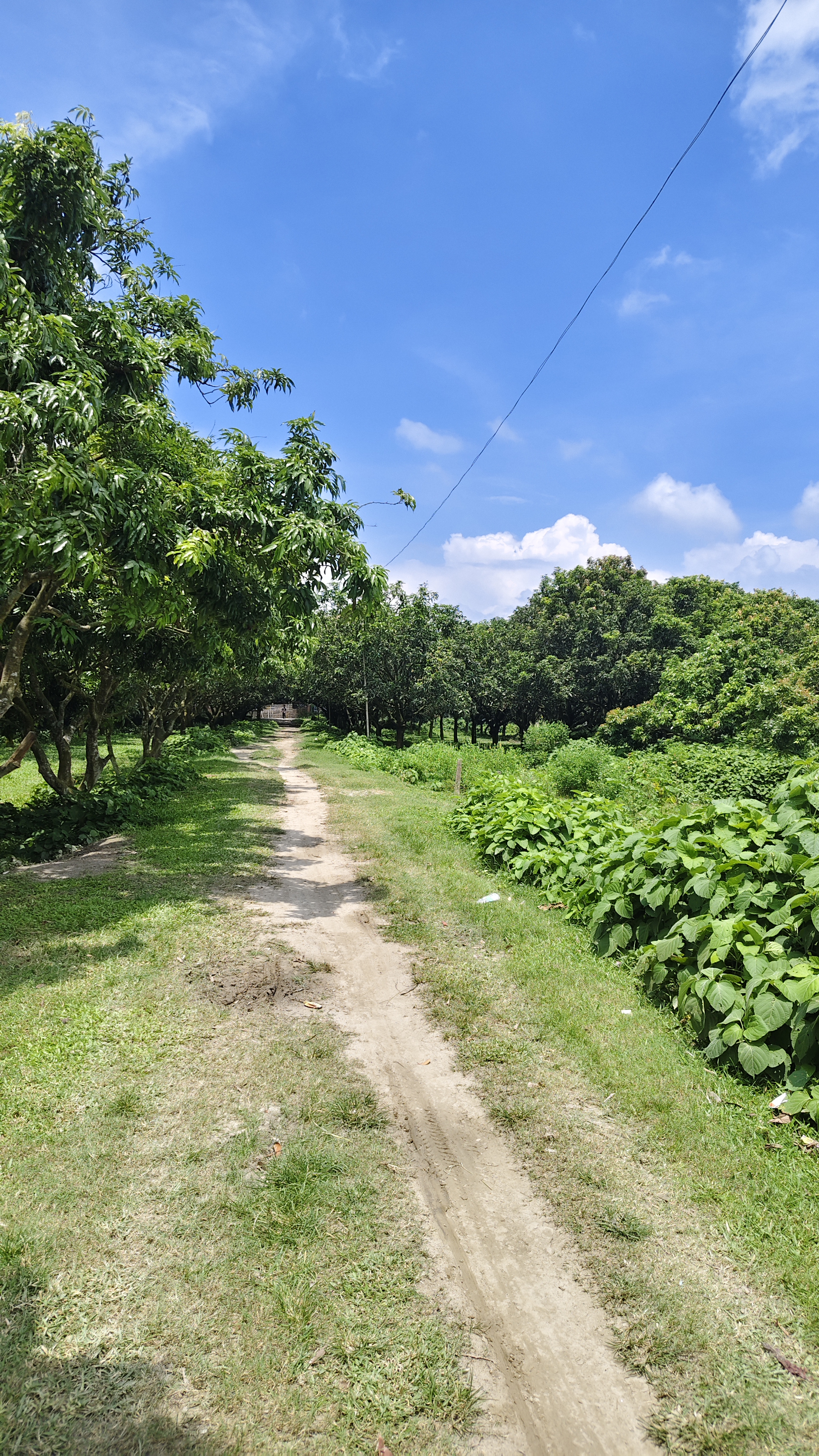 Plot Image