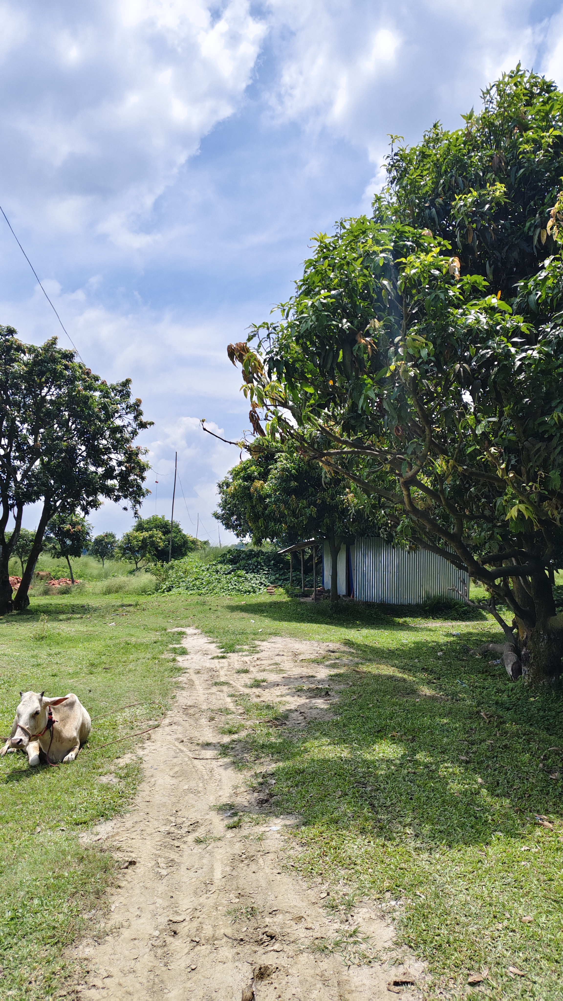 Plot Image