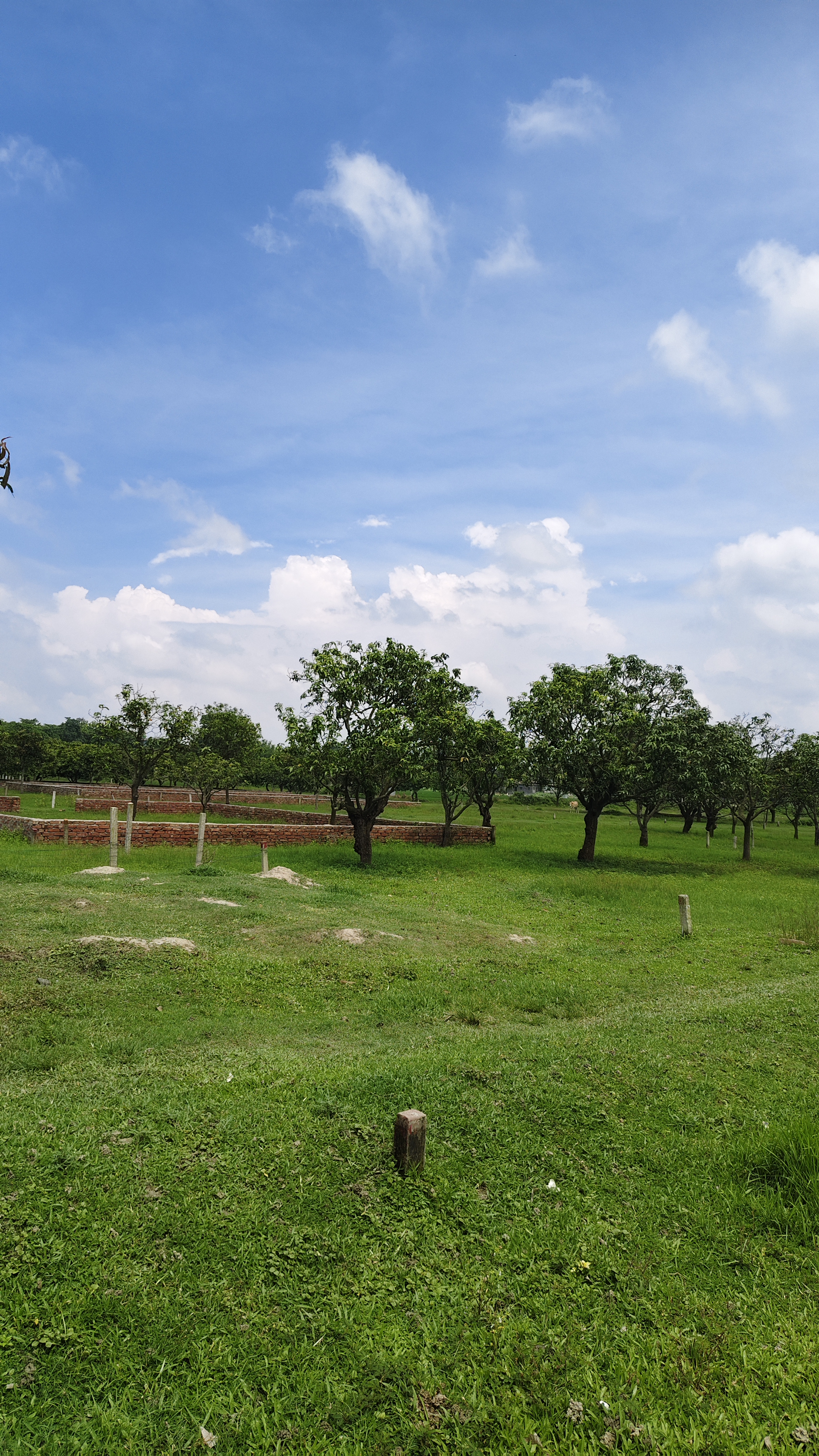 Plot Image