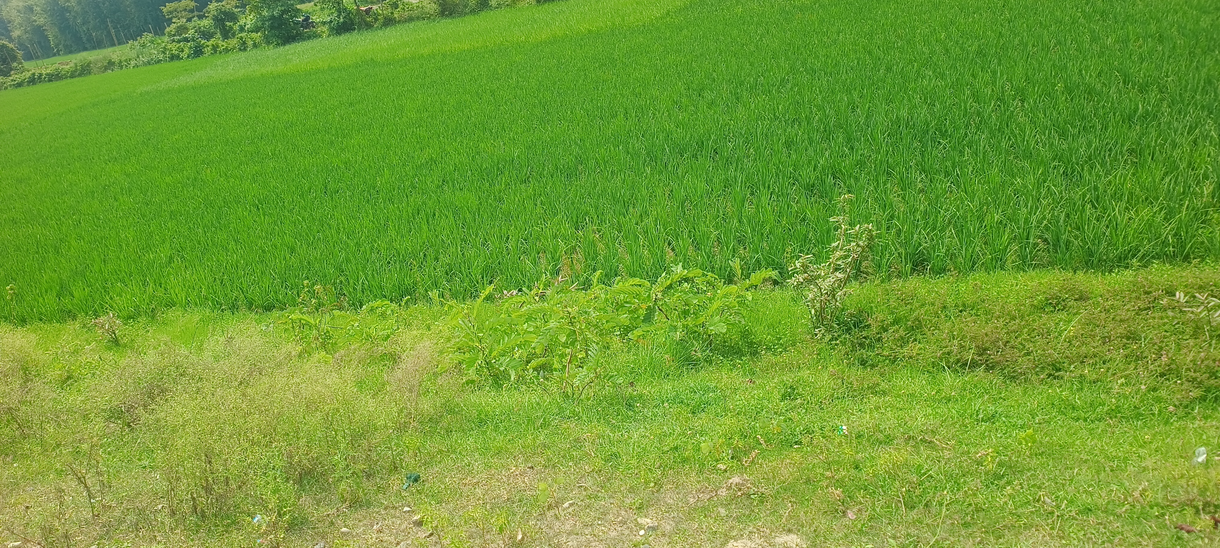 Plot Image