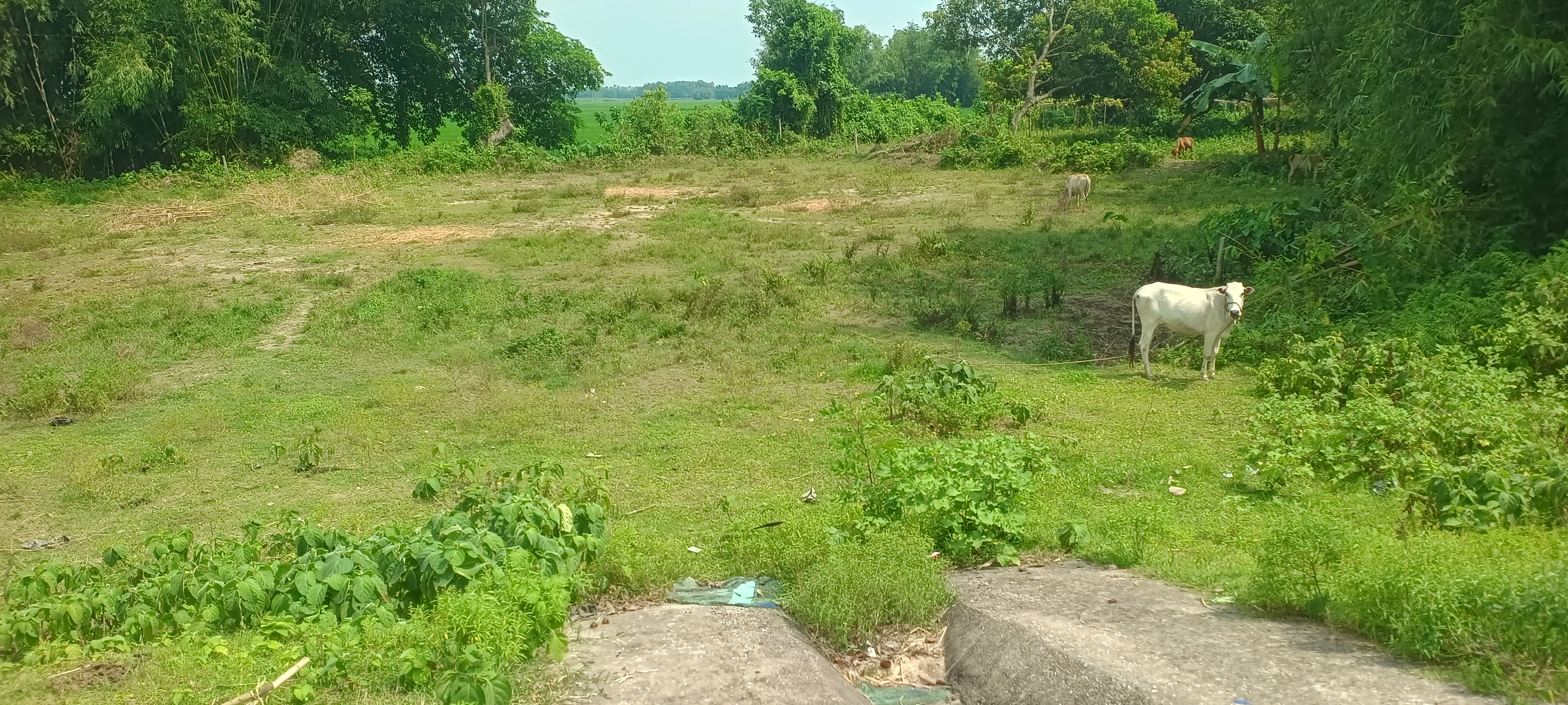 Plot Image