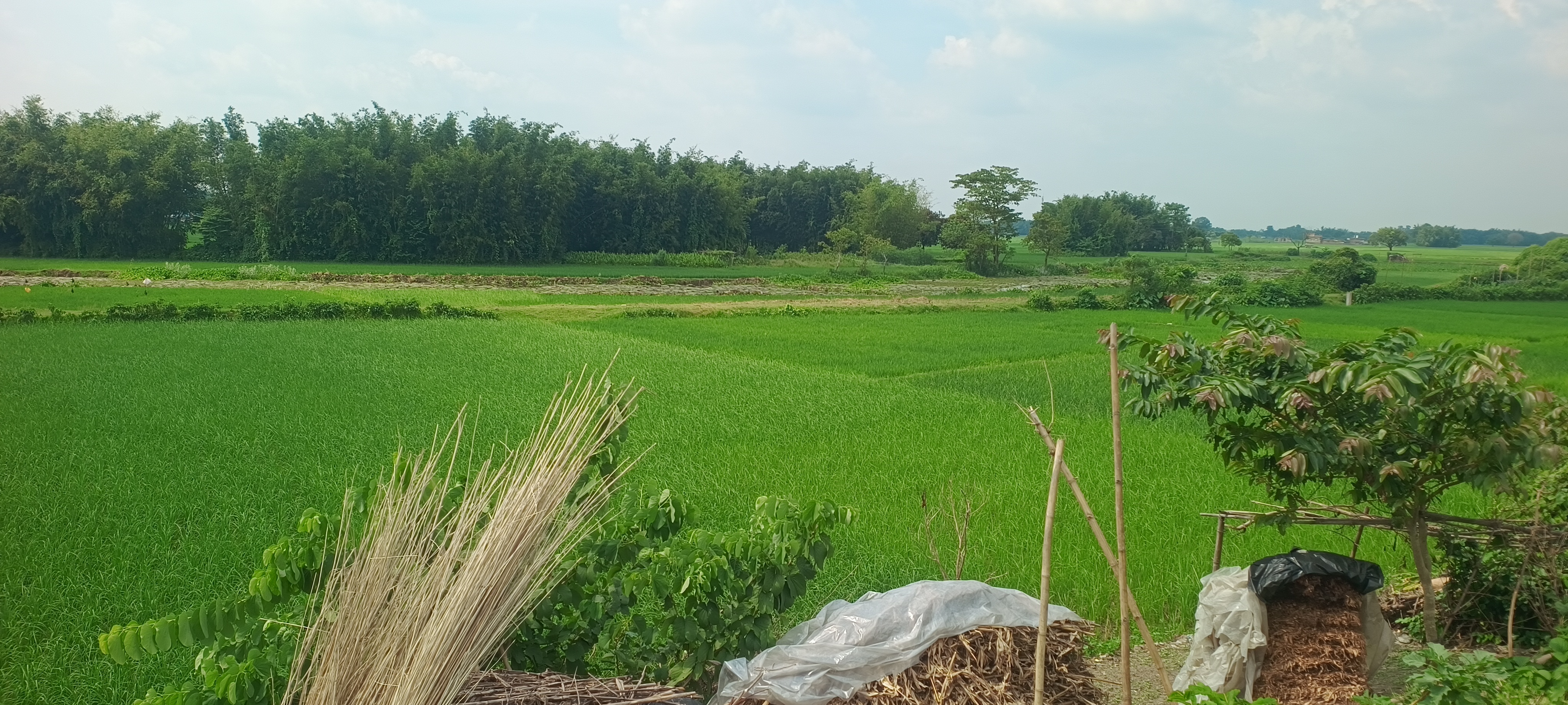 Plot Image