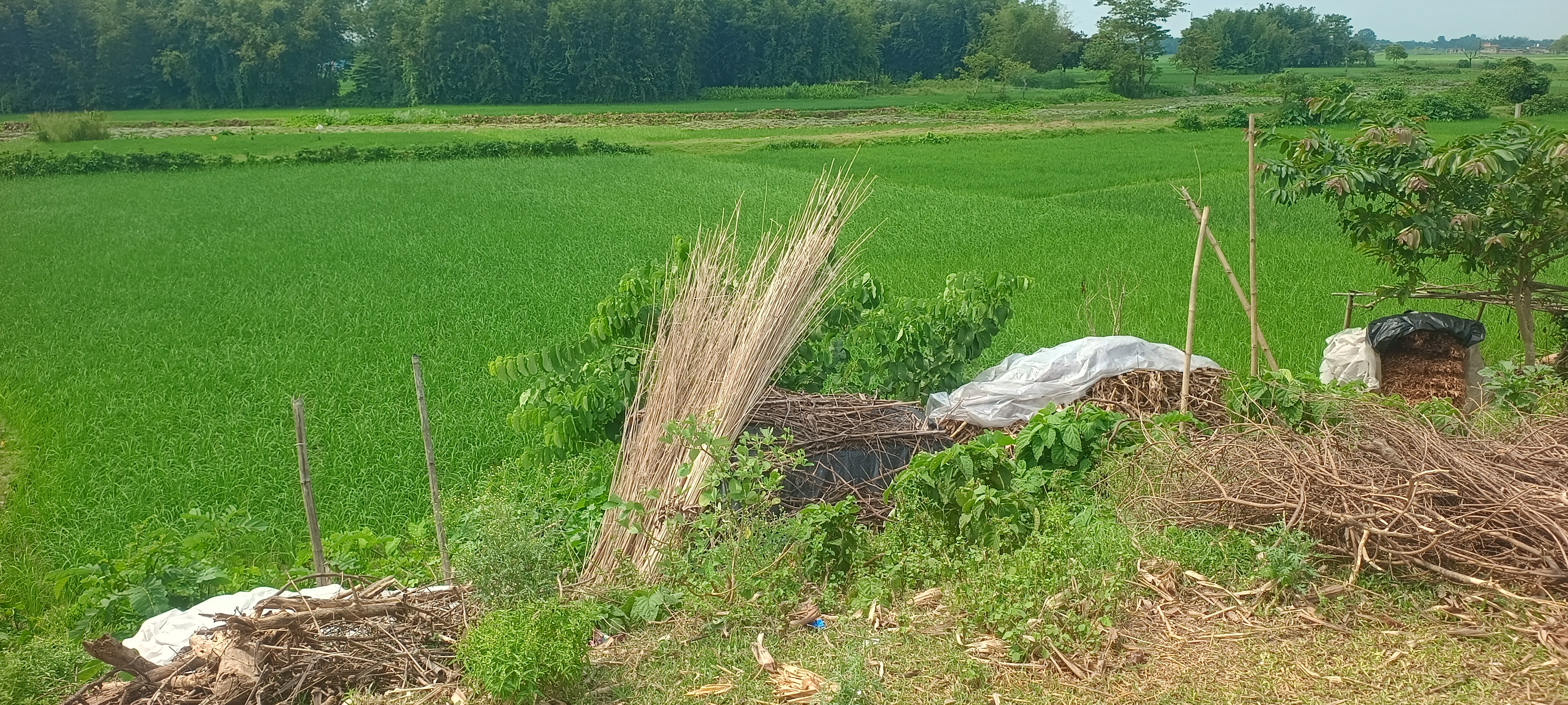 Plot Image