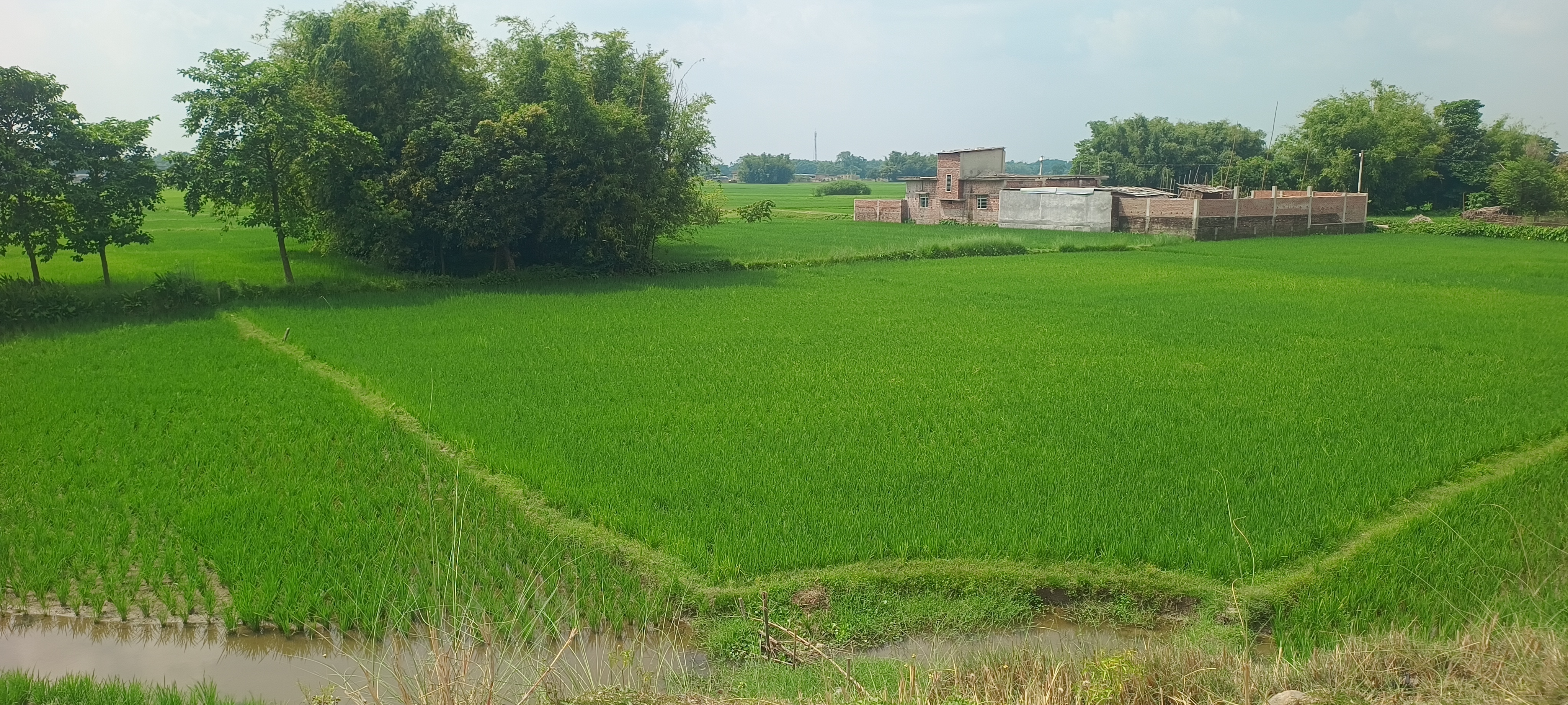 Plot Image