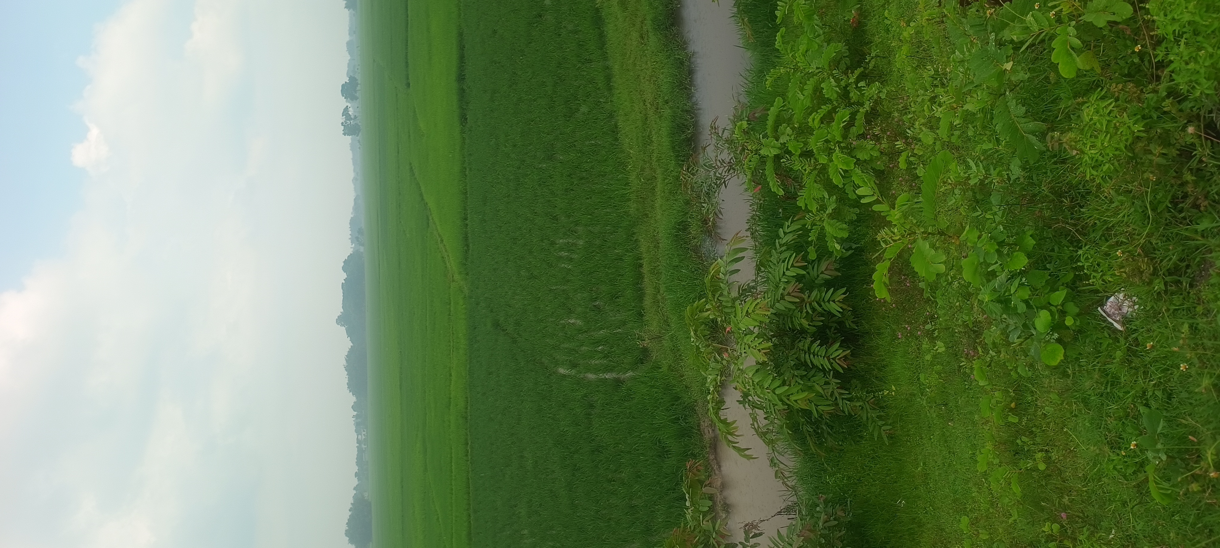 Plot Image