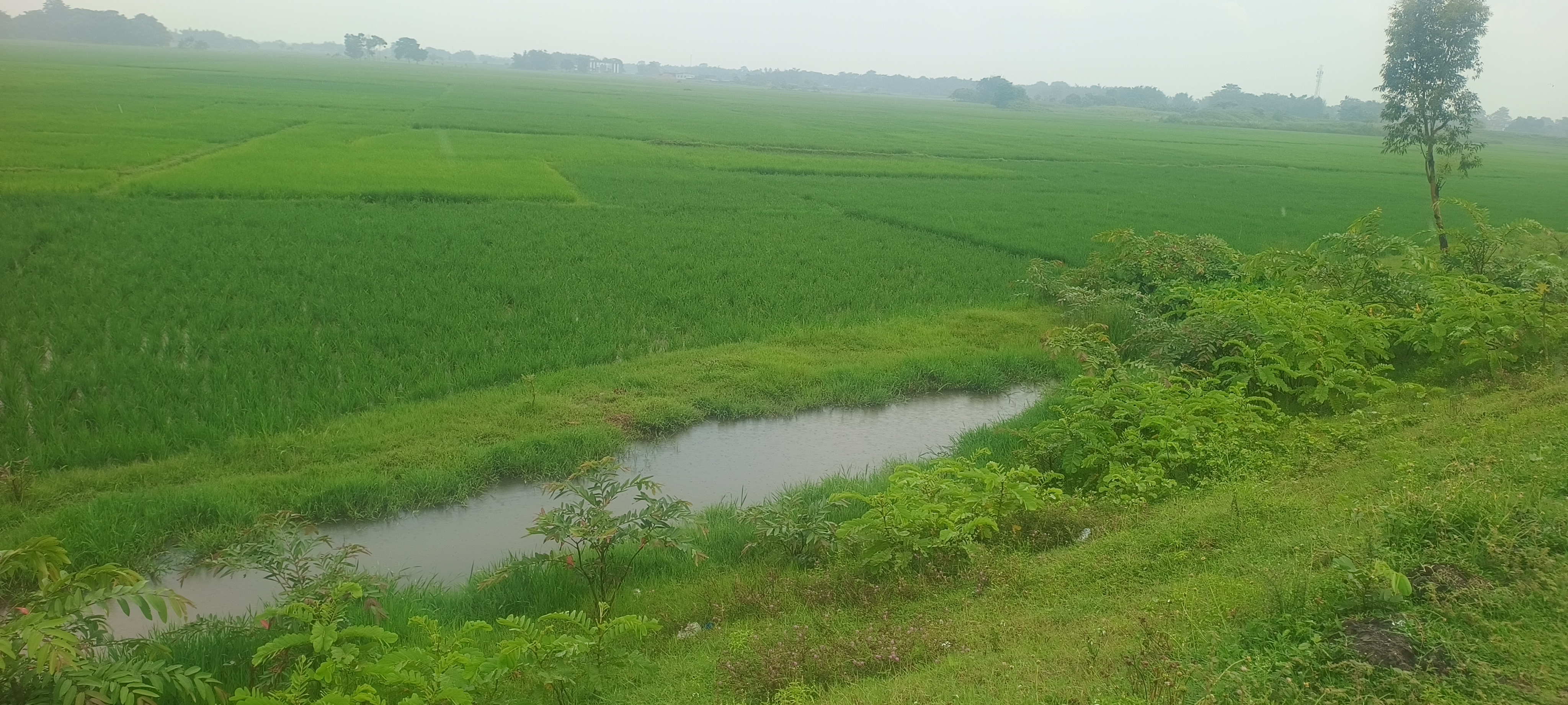 Plot Image