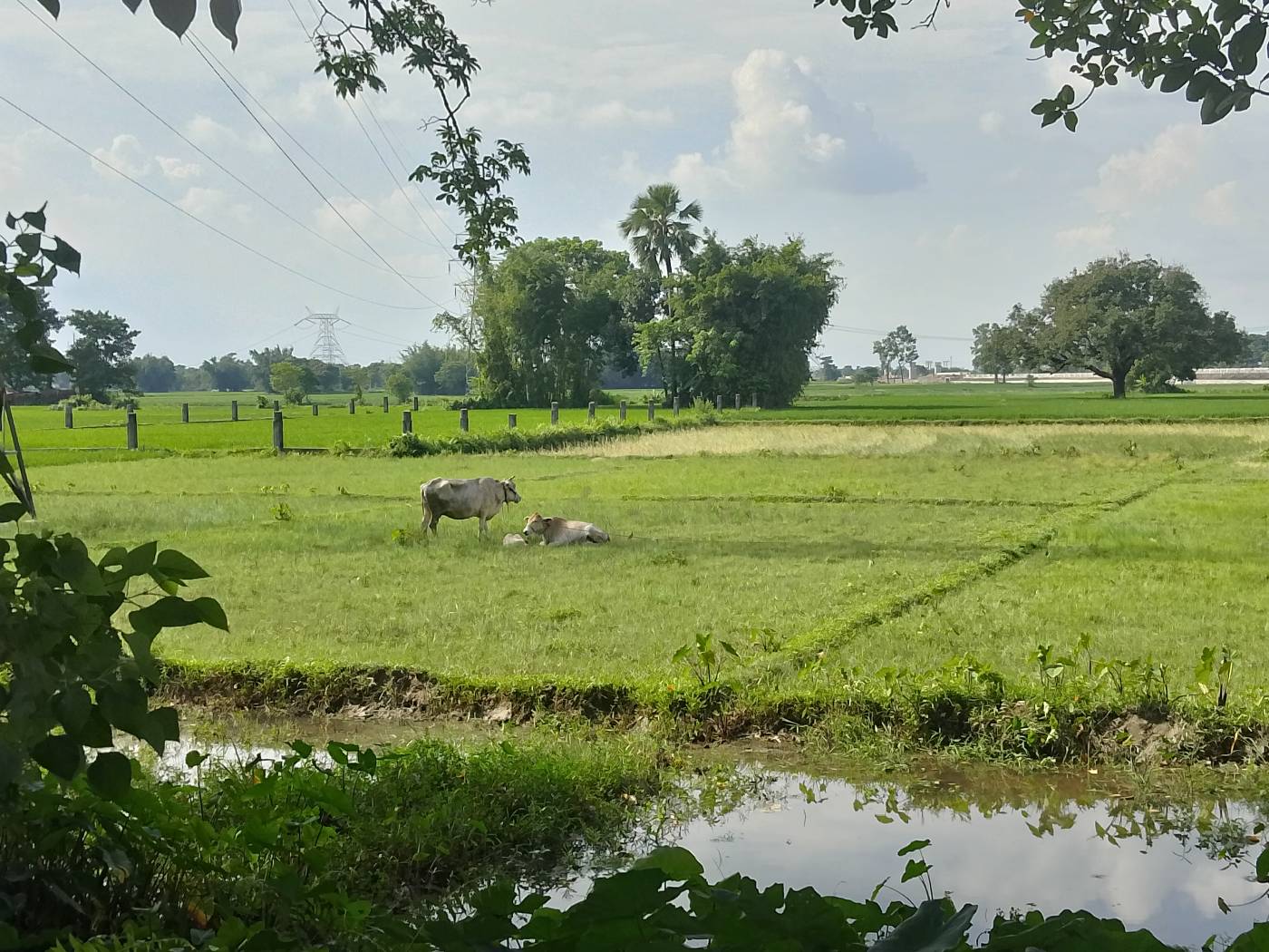 10.00 kattha Commercial plot for sale in Block Chowk, Kishanganj, Bihar - Image 4