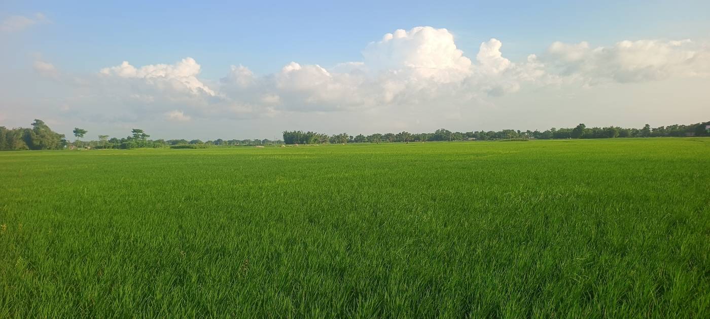 9.00 bigha Agricultural plot for sale in Mahadeodighi, Kishanganj, Bihar - Image 3