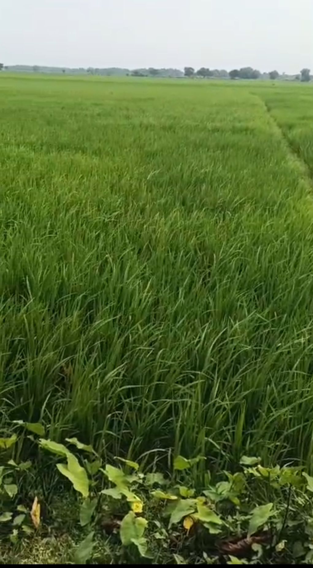 20.00 bigha Agricultural plot for sale in Dighalbank