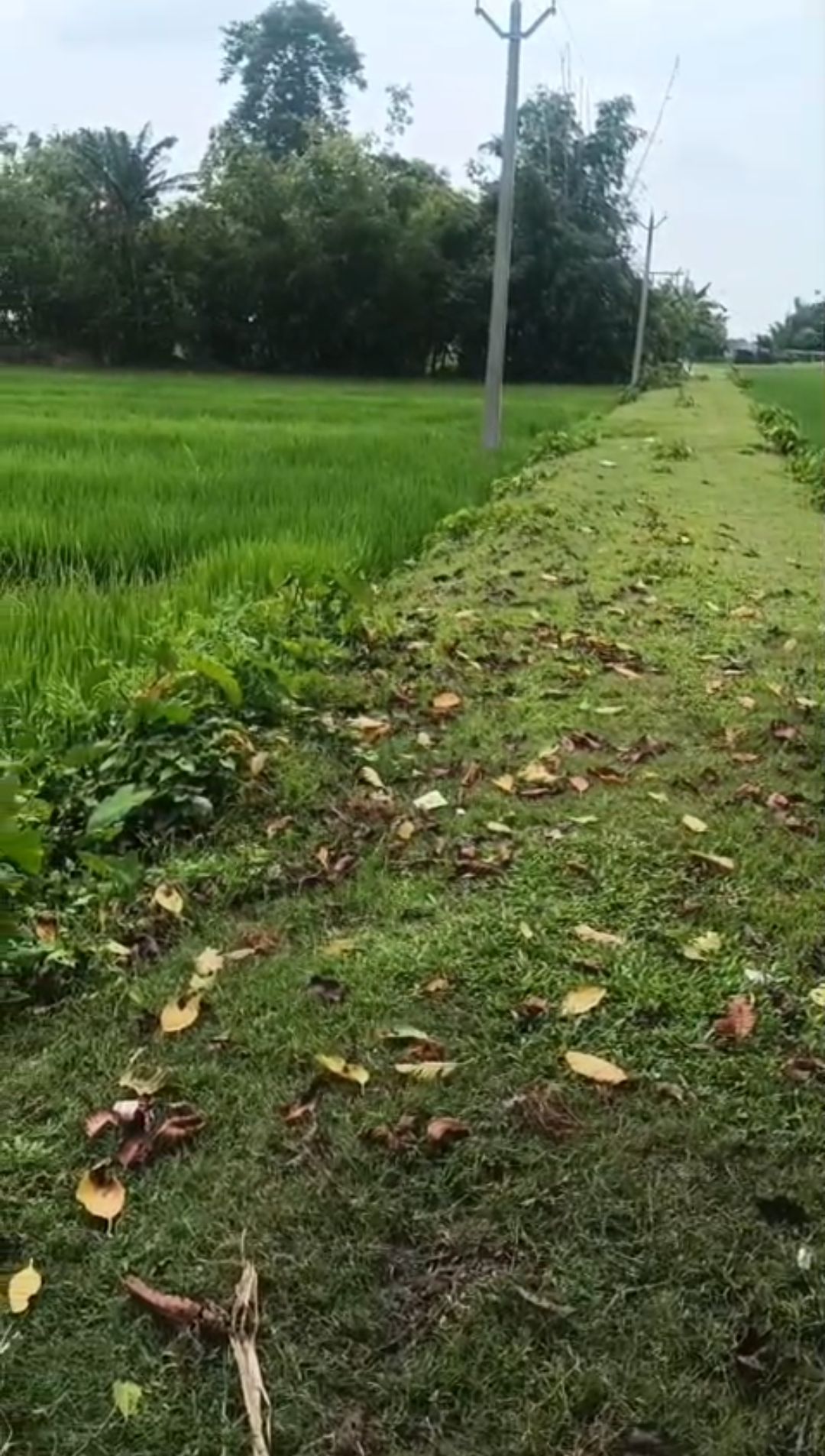 20.00 bigha Agricultural plot for sale in Dighalbank, Kishanganj, Bihar - Image 2