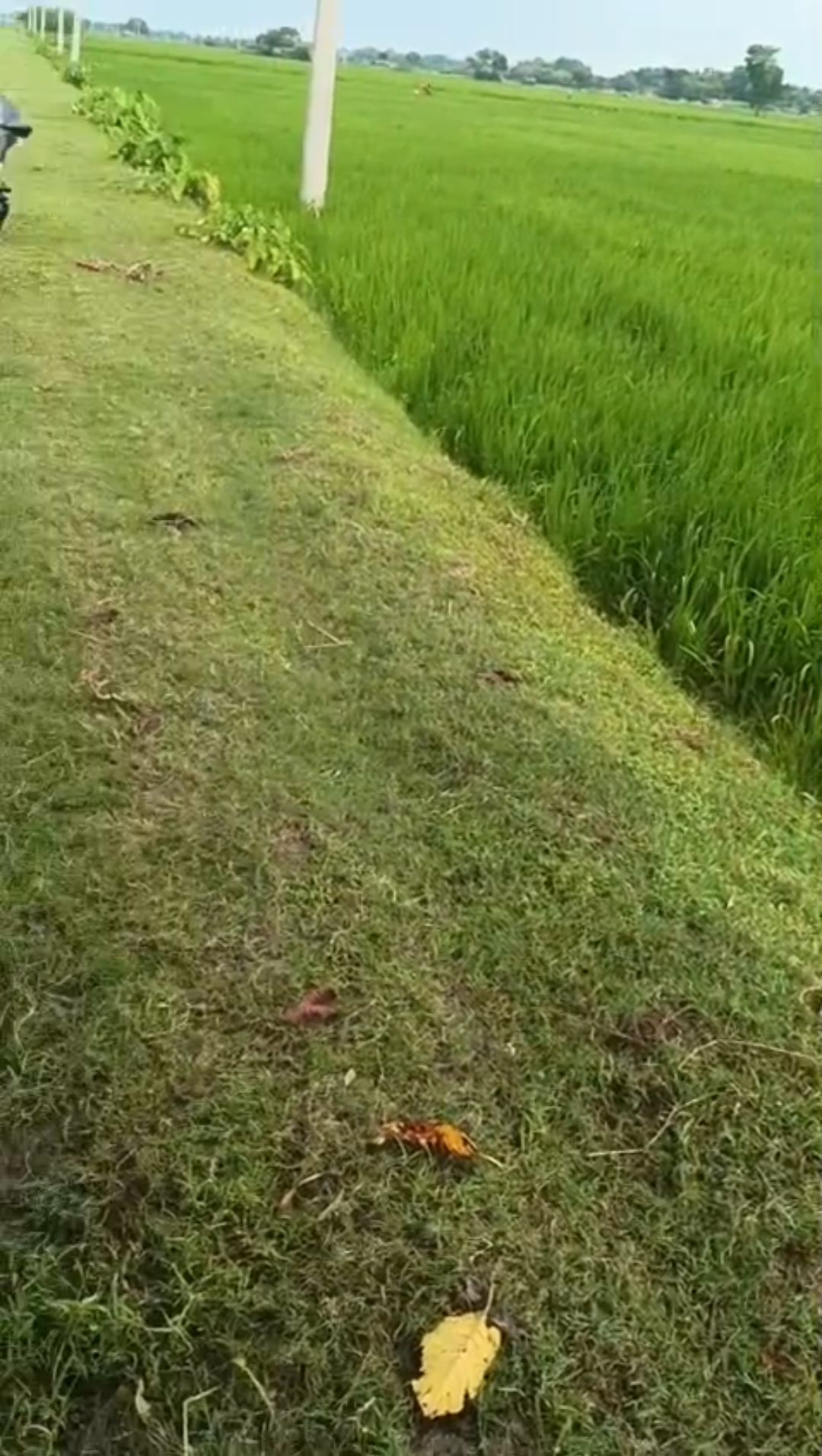 20.00 bigha Agricultural plot for sale in Dighalbank, Kishanganj, Bihar - Image 3