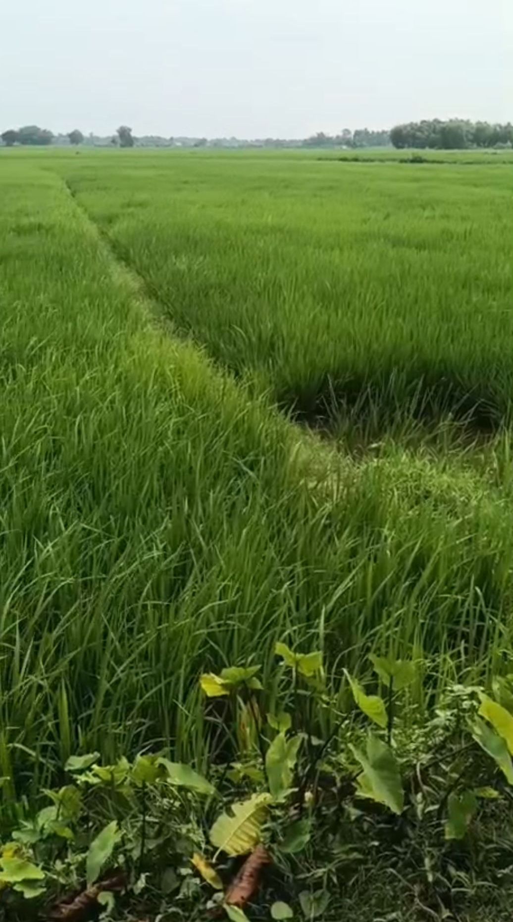 20.00 bigha Agricultural plot for sale in Dighalbank, Kishanganj, Bihar - Image 4