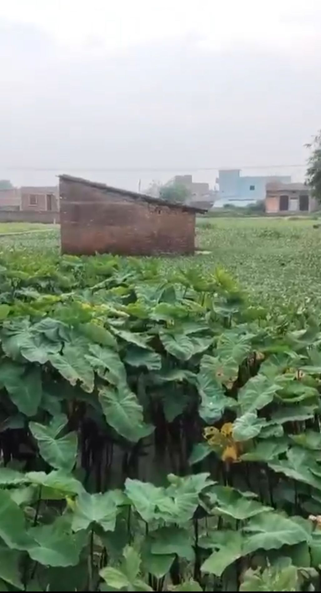 2.00 kattha Residential plot for sale in Rojidpur, Katihar, Bihar - Image 2