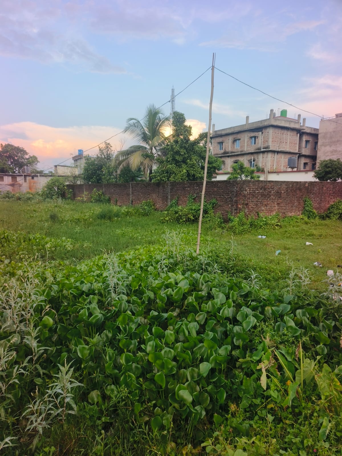 1.50 kattha Residential plot for sale in Subhas Nagar