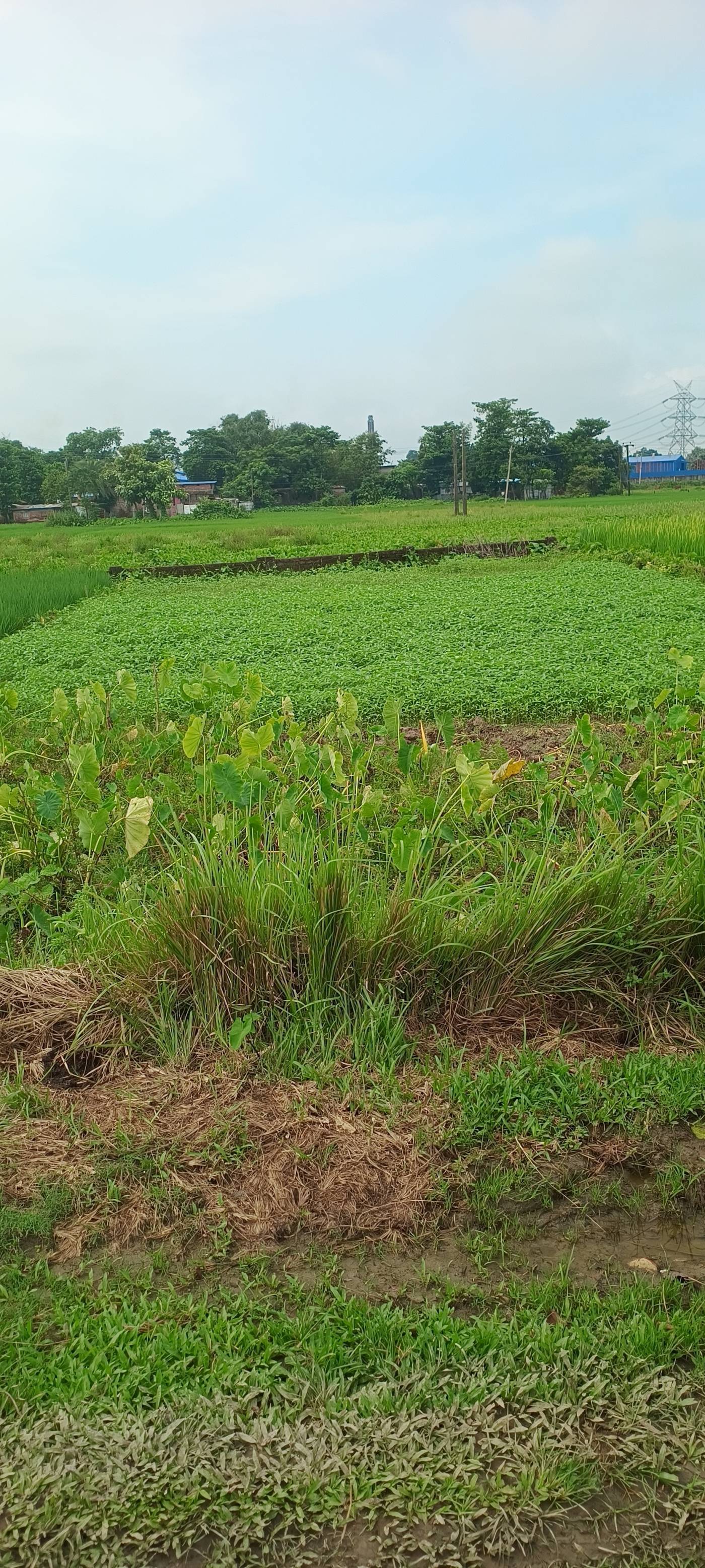 3.00 kattha Residential plot for sale in Fulwari