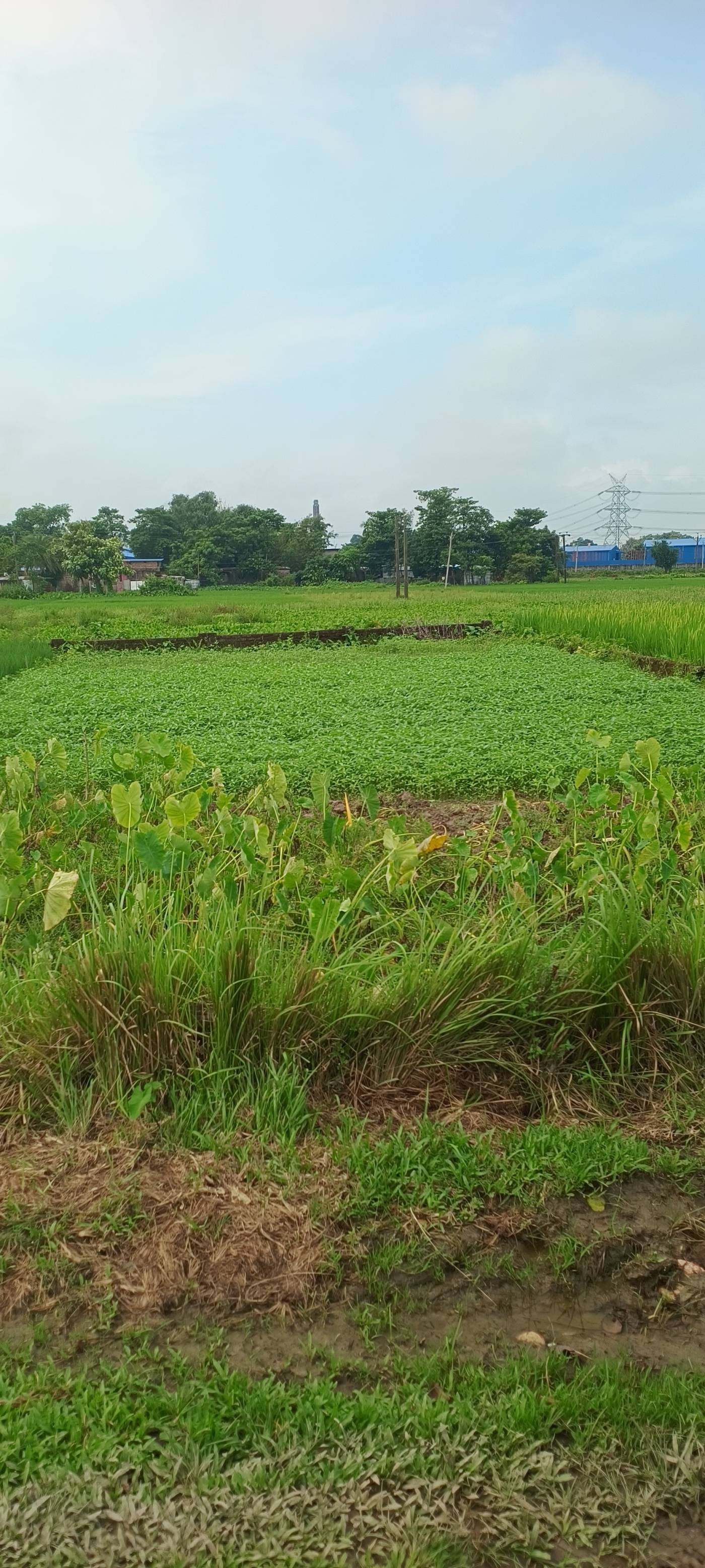 3.00 kattha Residential plot for sale in Fulwari, Kishanganj, Bihar - Image 2