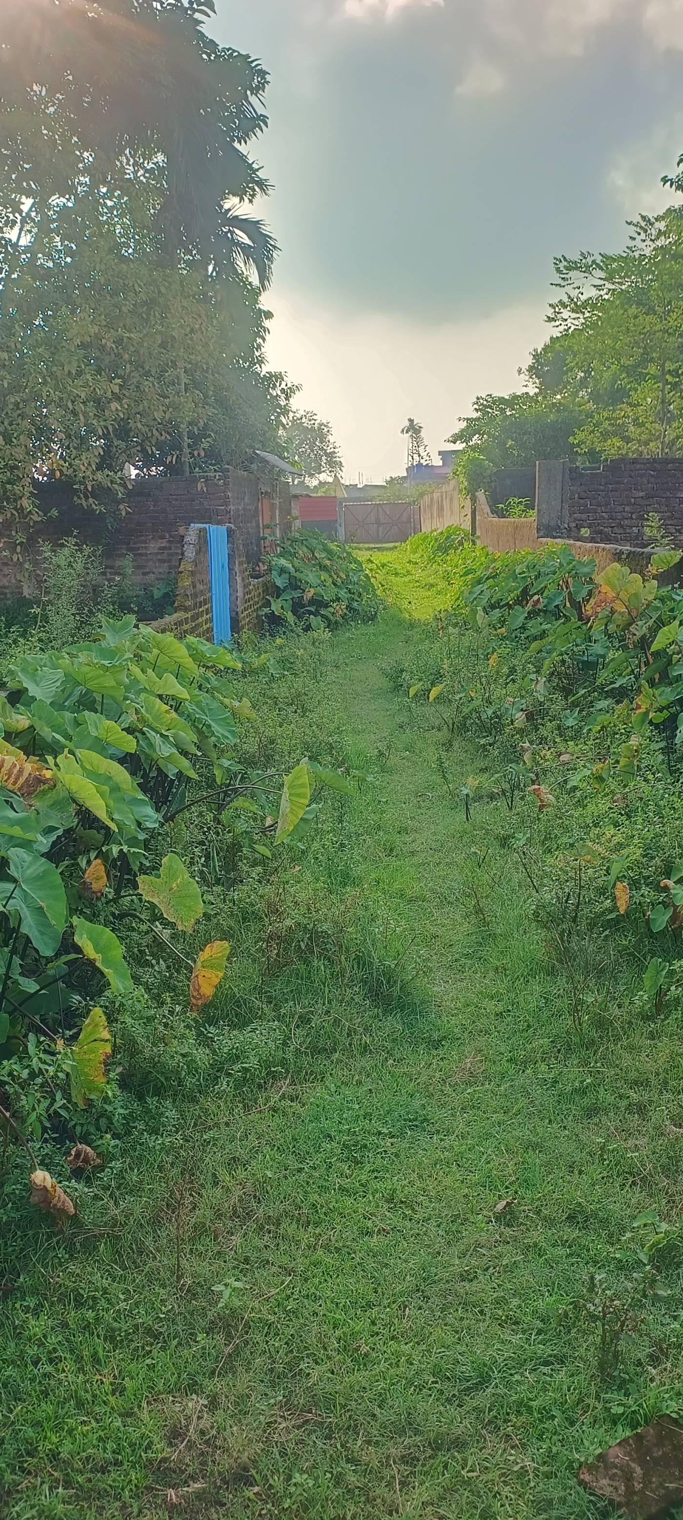 4.50 kattha Residential plot for sale in Rahmani Colony