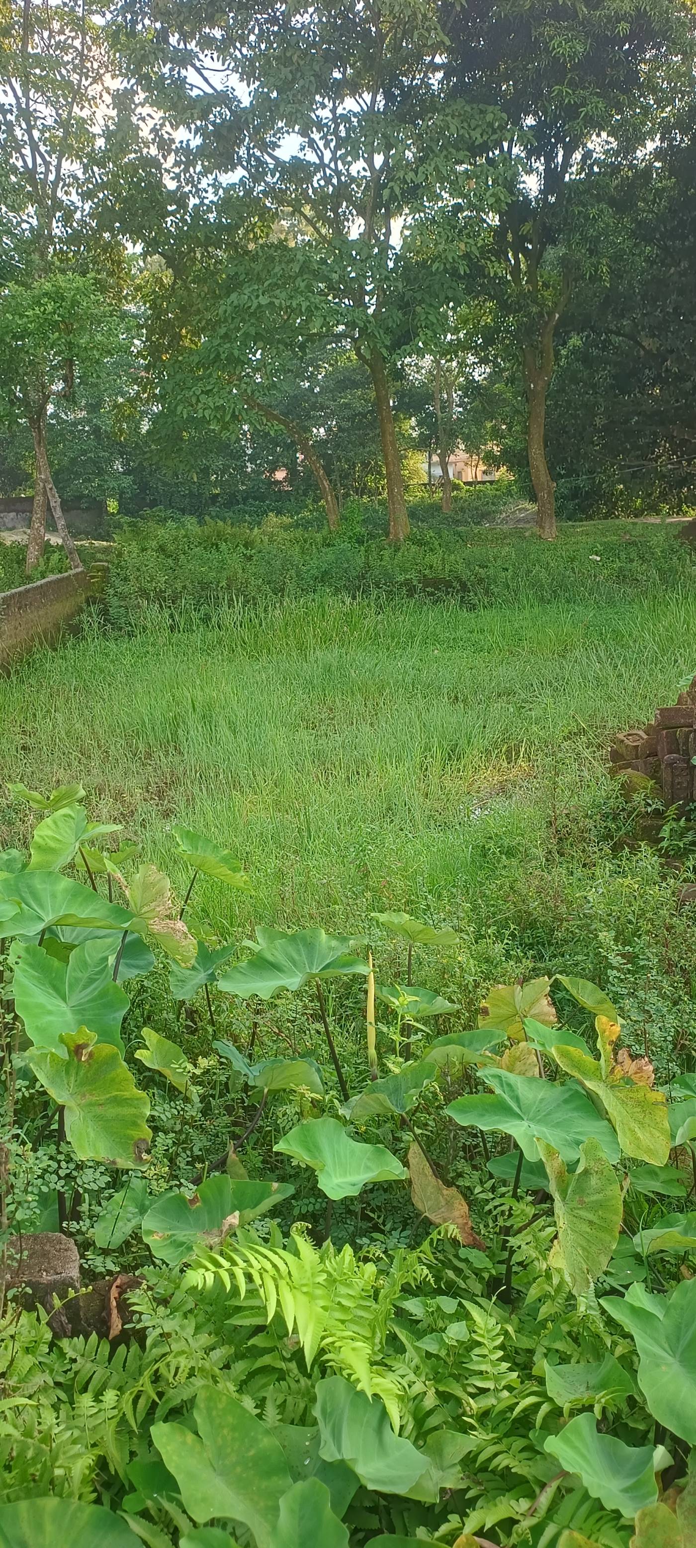 4.50 kattha Residential plot for sale in Rahmani Colony, Kishanganj, Bihar - Image 2