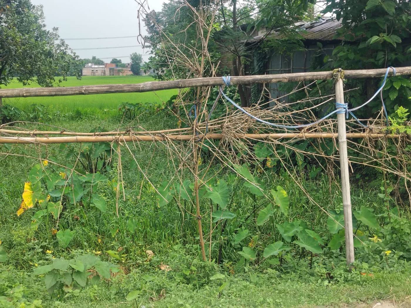 2.00 kattha Residential plot for sale in Fulwari, Kishanganj, Bihar - Image 2