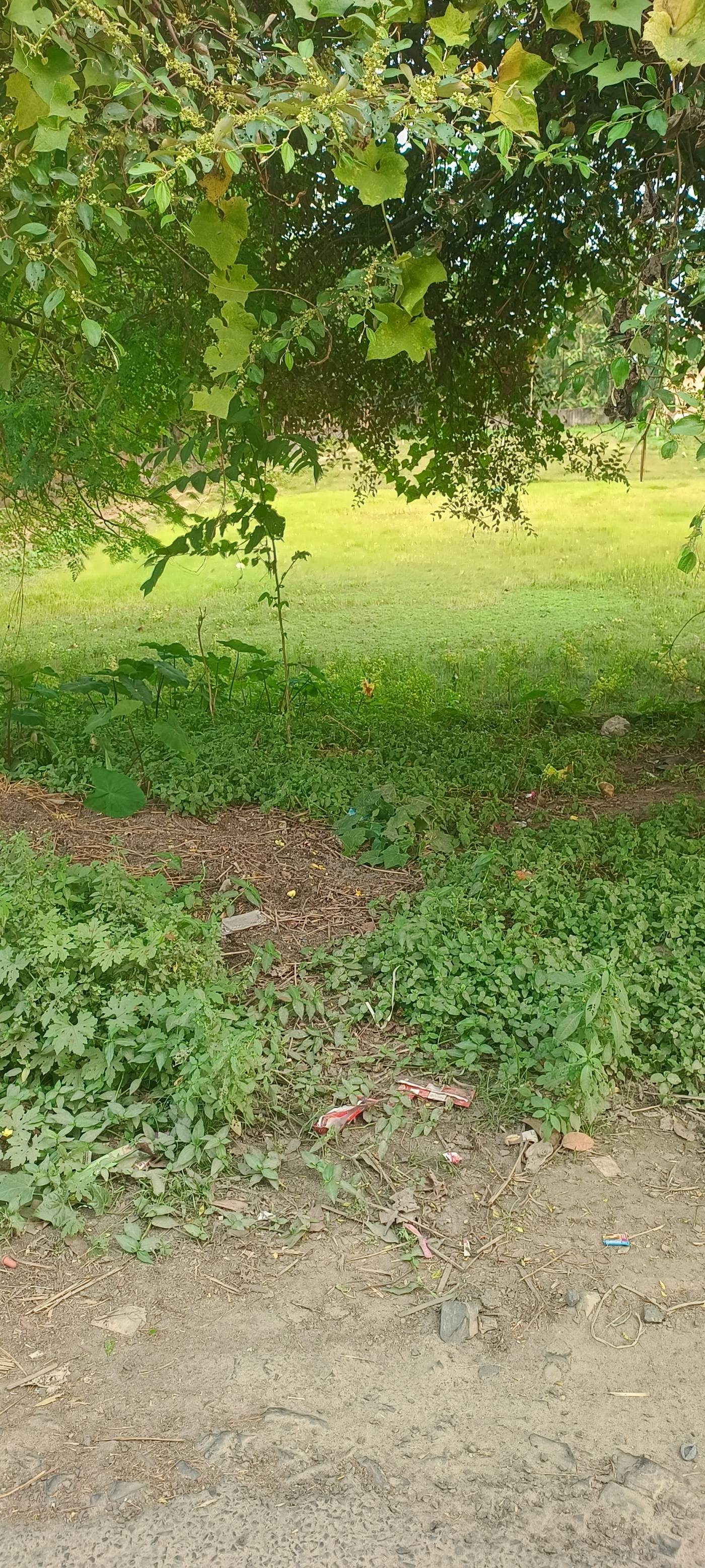 10.00 kattha Residential plot for sale in Carmel Mission School, Kishanganj, Bihar - Image 4