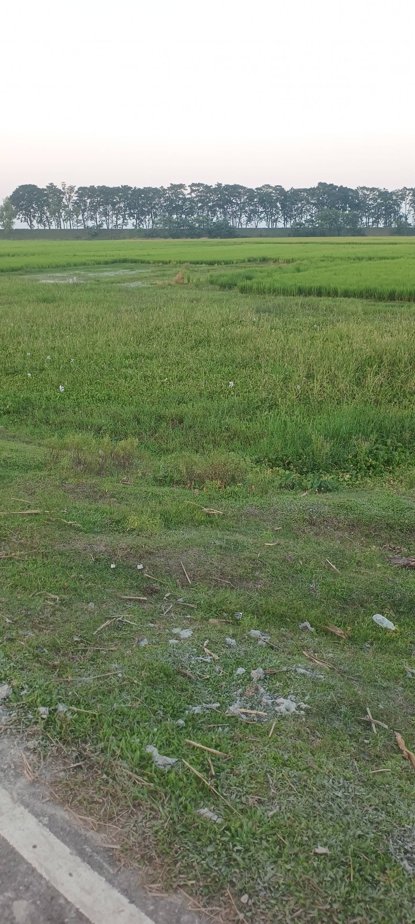 4.50 kattha Residential plot for sale in Simalbari, Kishanganj, Bihar - Image 2