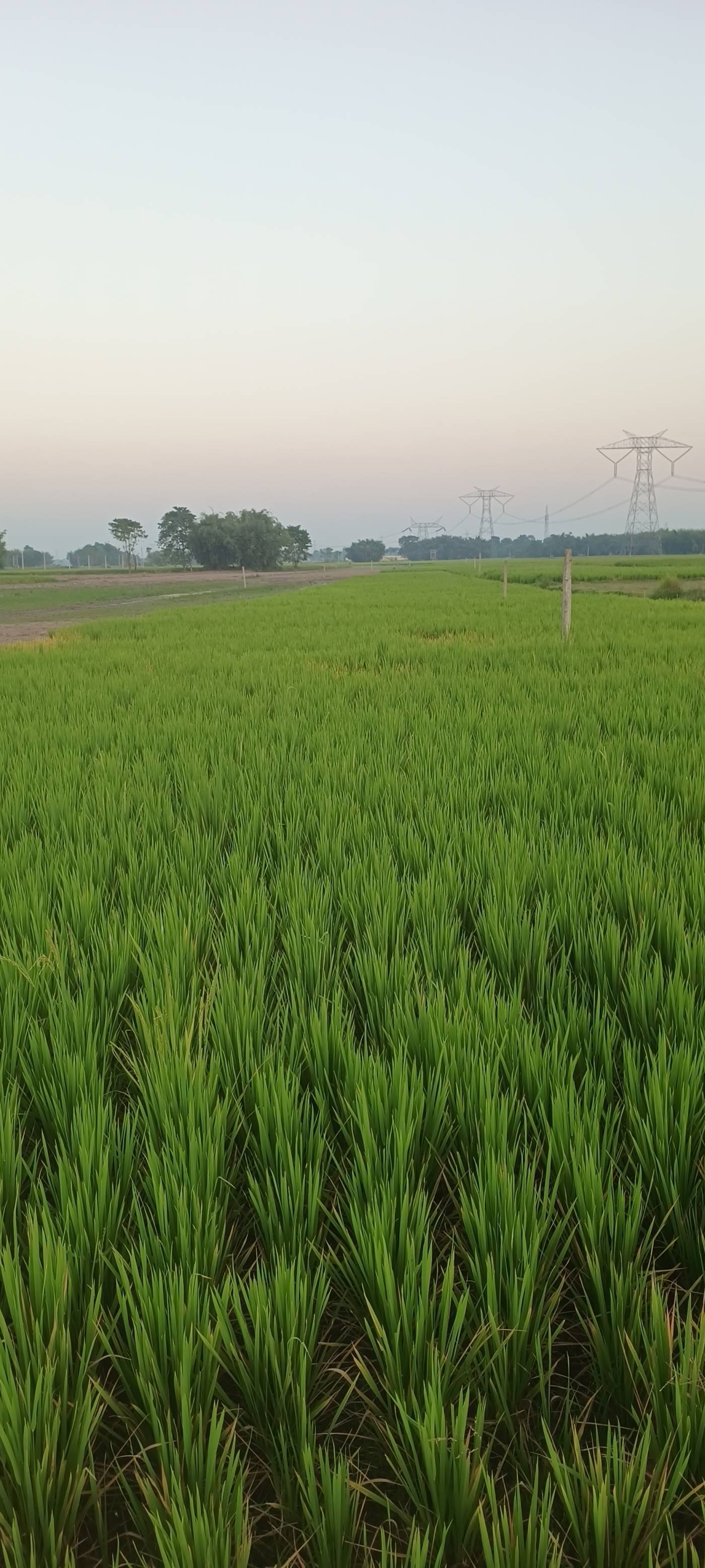 3.00 bigha Residential plot for sale in Simalbari