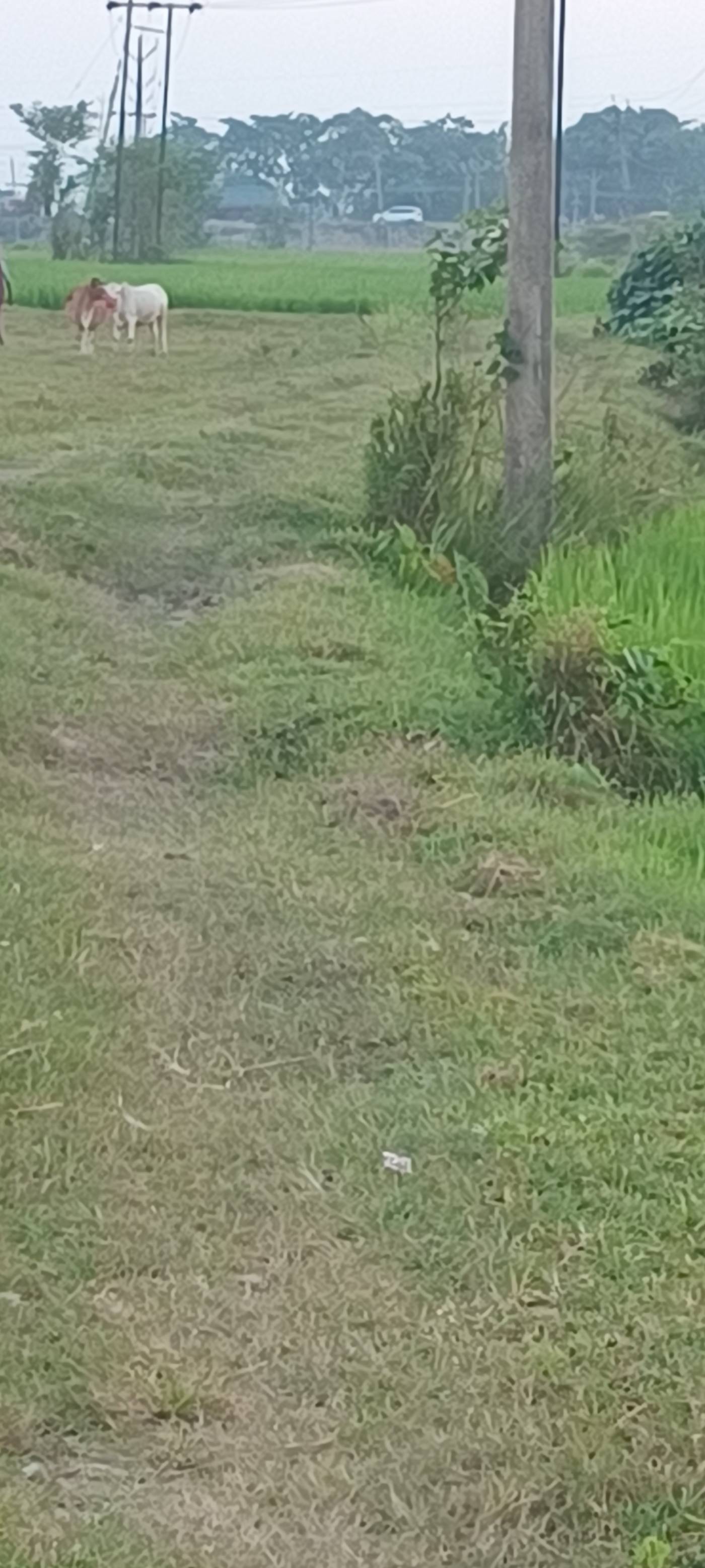 3.00 bigha Residential plot for sale in Simalbari, Kishanganj, Bihar - Image 2
