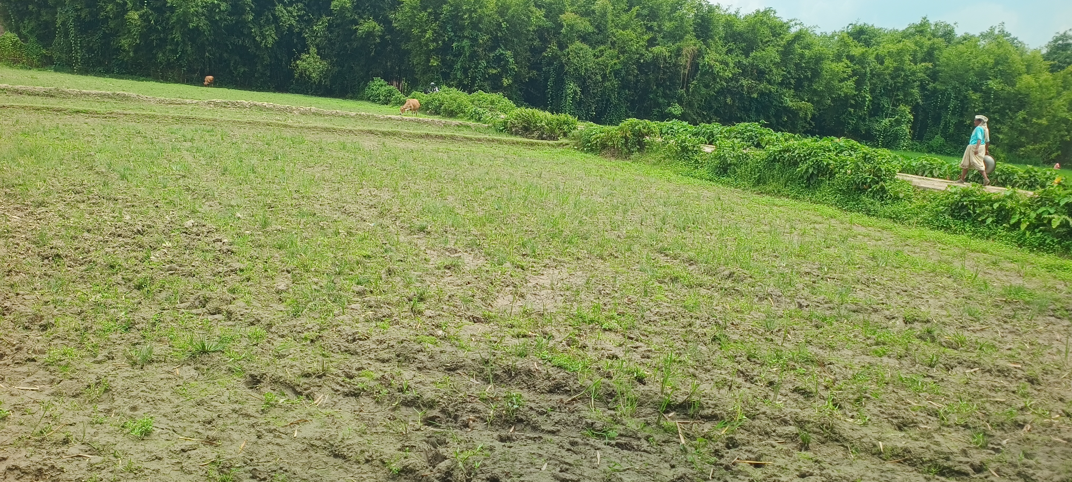 Plot Image